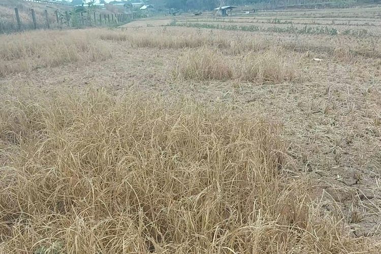 Lahan pertanian di Kabupaten Semarang rusak karena kemarau panjang