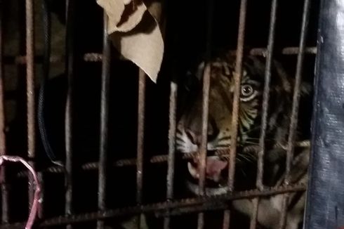 Kasus Harimau Sumatera pada 2018: Terkam Manusia hingga Terjebak di Kolong Ruko
