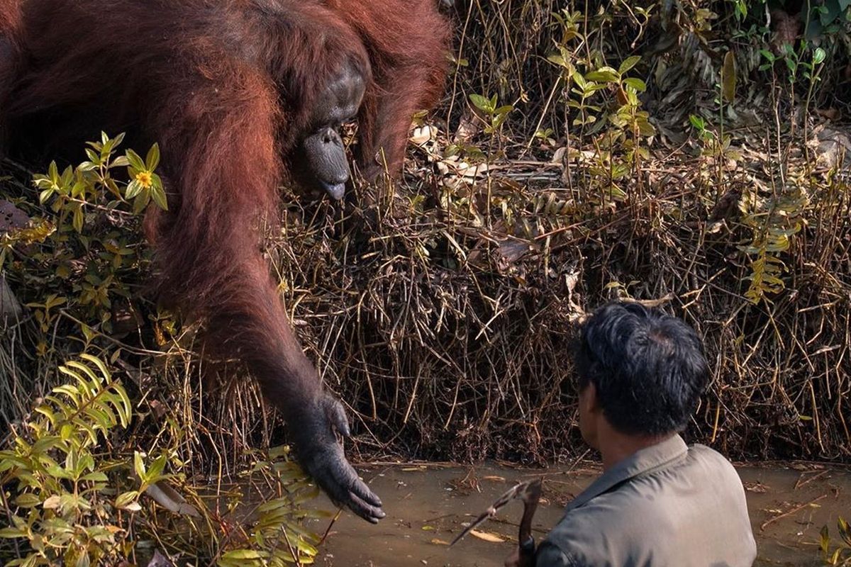 Inilah momen menyentuh ketika seekor orangutan mengulurkan tangan ke arah seorang pria di Borneo. Gambar tersebut diambil pakar geologi sekaligus fotografer amatir asal India, Anil Prabhakar.
