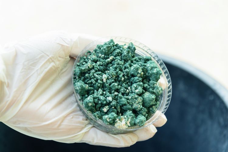 Ilustrasi Trichoderma sp sebagai pupuk organik dan pestisida alami untuk tanaman.