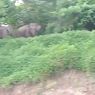 9 Gubuk dan Puluhan Hektare Kebun di Aceh Utara Dirusak Gajah Liar