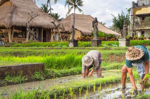 Visesa, Begini Sensasi Alam Pedesaan Alami Ubud!