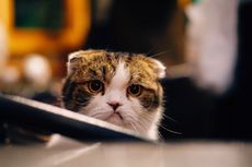 5 Fakta Menarik tentang Indera Penciuman Kucing