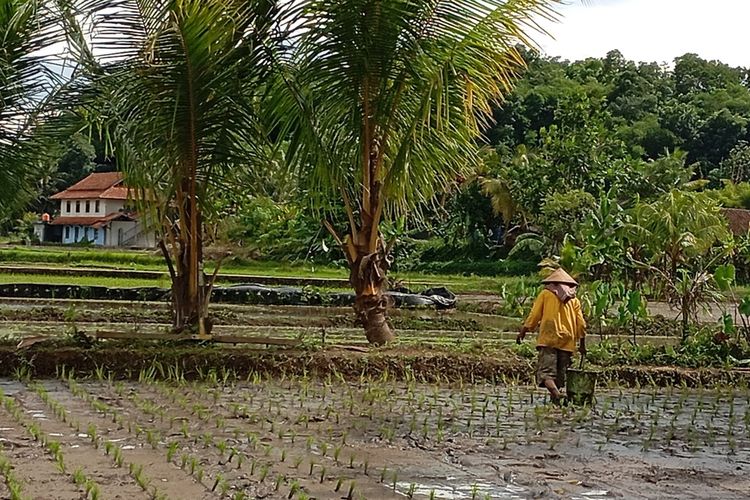 Kondisi lahan pertanian di Mangkubumi, Kota Tasikmalaya, Jawa Barat, yang saat ini memasuki masa tanam usai musim kemarau panjang sampai akhir tahun 2023 lalu pada Senin (4/3/2024).