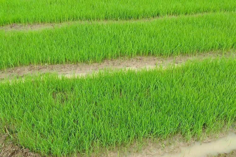 Ilustrasi tanaman padi sistem jajar legowo