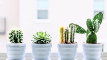 Seberapa Sering Kaktus di Dalam Rumah Harus Disiram?