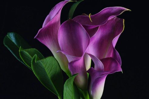 Inilah 10 Bunga Tercantik di Dunia