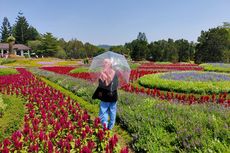 Taman Bunga Nusantara Cianjur yang Instagramable dengan Ratusan Bunga Aneka Warna
