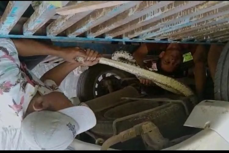 Tangkapan layar video yang memperlihatkan seorang pria menjadi pawang ular Sanca di Kantor Samsat Bangkalan