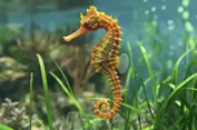 13 Spesies Kuda Laut di RI Terancam akibat Perdagangan dan Kerusakan Habitat