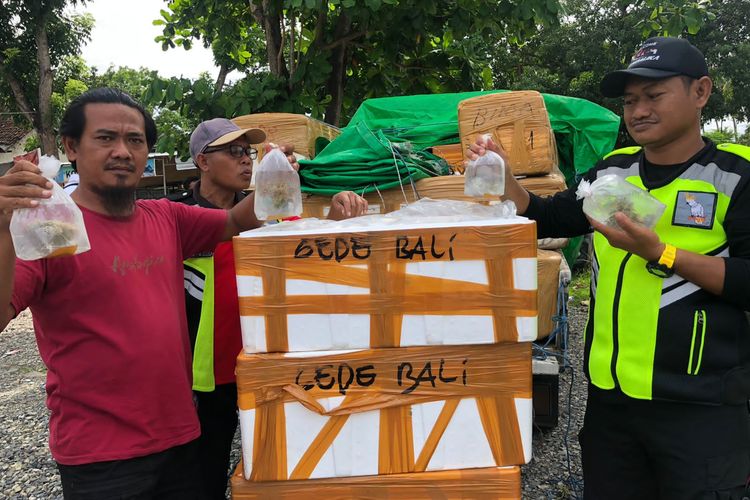 Barang bukti terumbu karang saat diamankan di Polres Bima Kota, Jumat (28/10/2022).