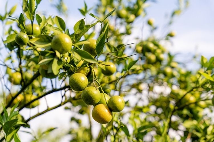 Ilustrasi jeruk siam