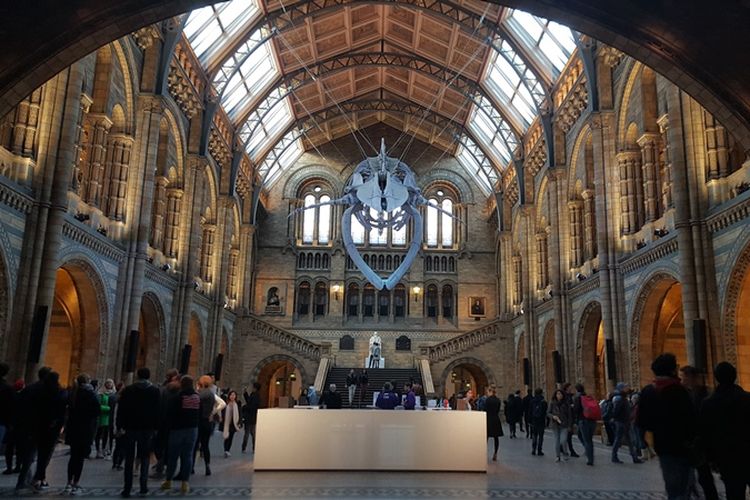 Fosil paus biru raksasa digantung di langit-langit Central Hall di Natural History Museum, Senin (6/11/2017). Di belakangnya, tepat di atas tangga, terdapat patung Charles Darwin, ilmuwan yang terkenal karena teori evolusinya. 