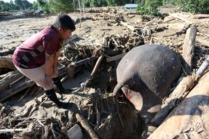 Gajah Sumatera Ditemukan Mati Usai Banjir Aceh, Kondisi Terjepit Kayu Hutan