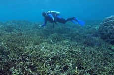 Pemanasan Global Mengikis Cangkang Kerang dan Terumbu Karang di Laut