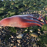 Gumpalan Merah Misterius di Pantai Washington, Mungkinkah Gurita?