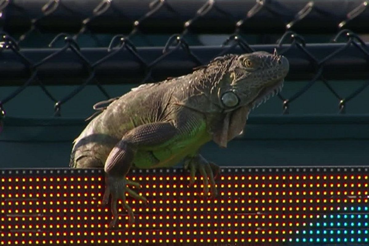 Seekor iguana mengganggu jalannya pertandingan tenis Miami Terbuka 2017 antara Tommy Haas dan Jiri Vesely di Miami, Florida, Amerika Serikat, Rabu (22/3/2017).