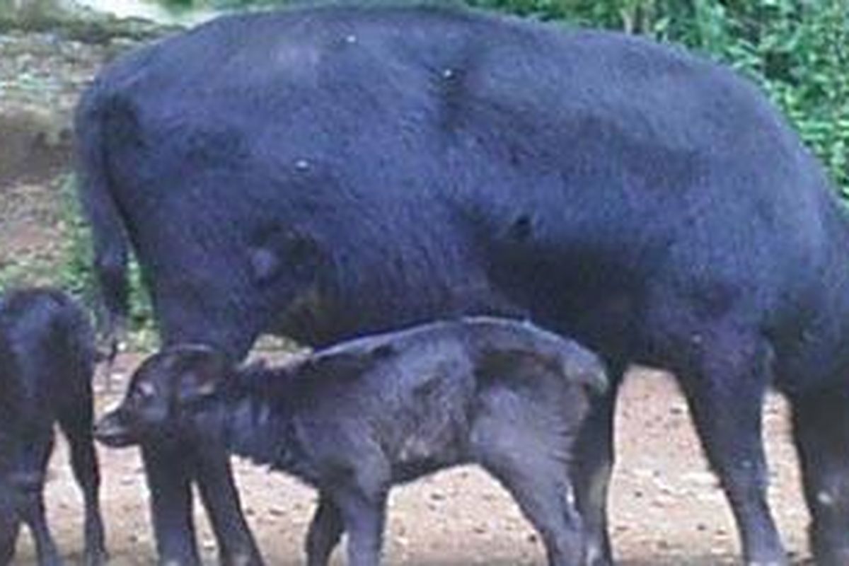 Dua anoa lahir di Taman Safari Indonesia (TSI) Cisarua, Bogor. Anak anoa jantan diberi nama Yudi, lahir 13 April 2010. Anoa betina diberi nama Tuti, lahir 14 April 2010.