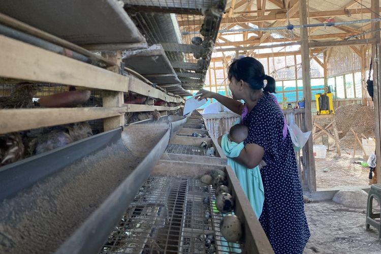 Harga Telur Puyuh Anjlok, Peternak di Batu Rugi Ratusan Ribu Sehari