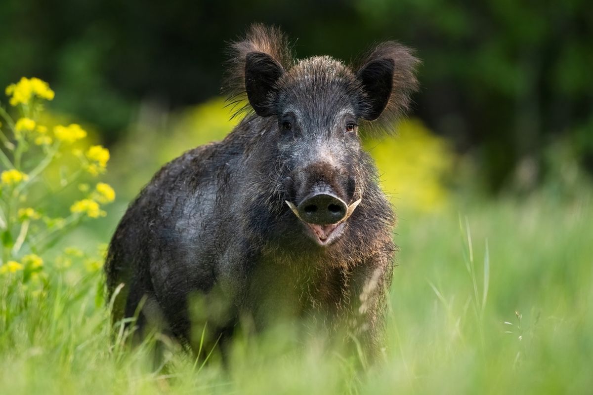 Ilustrasi babi hutan. Babi hutan di Jerman bagian tenggara ditemukan mengandung radioaktif.