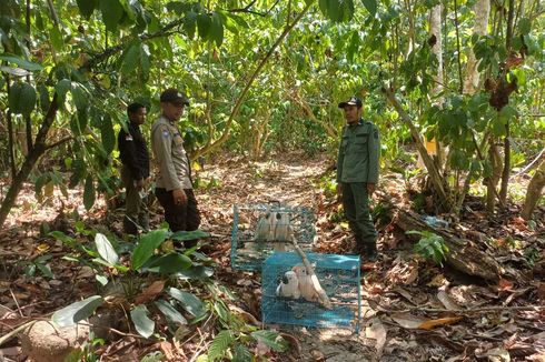 5 Ekor Kakatua Maluku Dilepasliarkan ke Habitatnya di Gunung Sahuwai