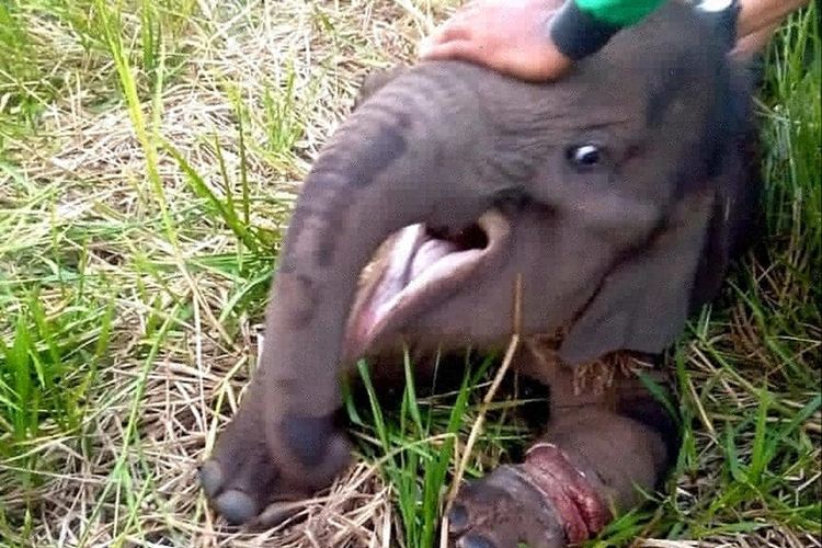 Anak gajah terluka akibat jerat diselamatkan petugas BBKSDA Riau di Desa Lubuk Umbut, Kecamatan Sungai Mandau, Kabupaten Siak, Riau, Selasa (15/10/2019).