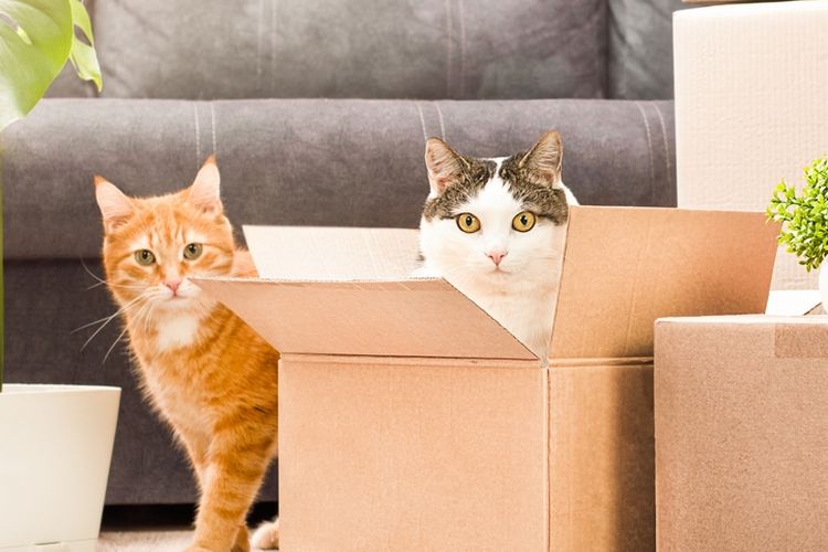 Cara Menghindari Stres Saat Pindah Rumah Dengan Hewan Peliharaan