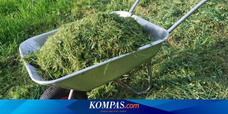 Jangan Dibuang, Ini 8 Manfaat Potongan Rumput untuk Tanaman dan Kebun