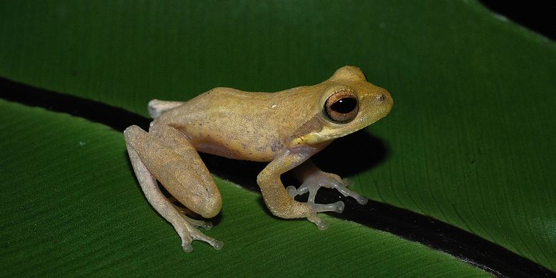 Katak-pucat pantaiselatan dengan nama ilmiah Chirixalus pantaiselatan sp. nov. yang ditemukan di hutan dataran rendah wilayah Kabupaten Garut, Jawa Barat, dikhawatirkan berstatus konservasi terancam kritis.