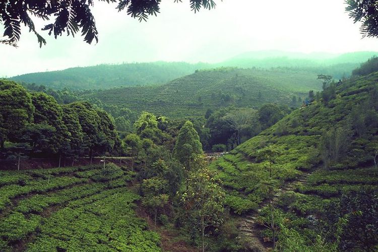 Kebun Teh Jamus