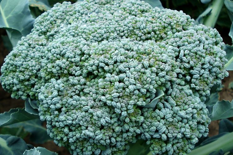 Ilustrasi brokoli, menanam brokoli. 