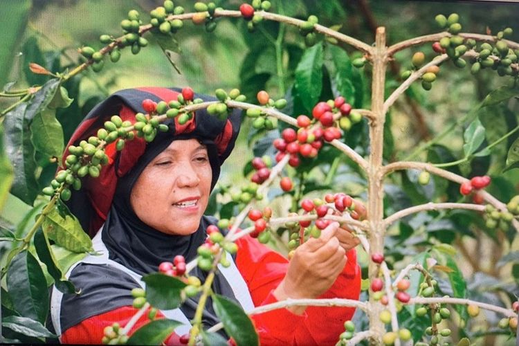 Koperasi Pedagang Kopi Ketiara asal Aceh berhasil mengekspor produk kopi Gayo hingga menembus pasar mancanegara