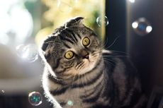 Sains Buktikan, Setiap Kucing Punya 7 Sifat Unik yang Membentuk Wataknya