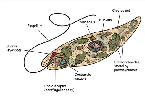 Apa Fungsi Stigma pada Euglena?