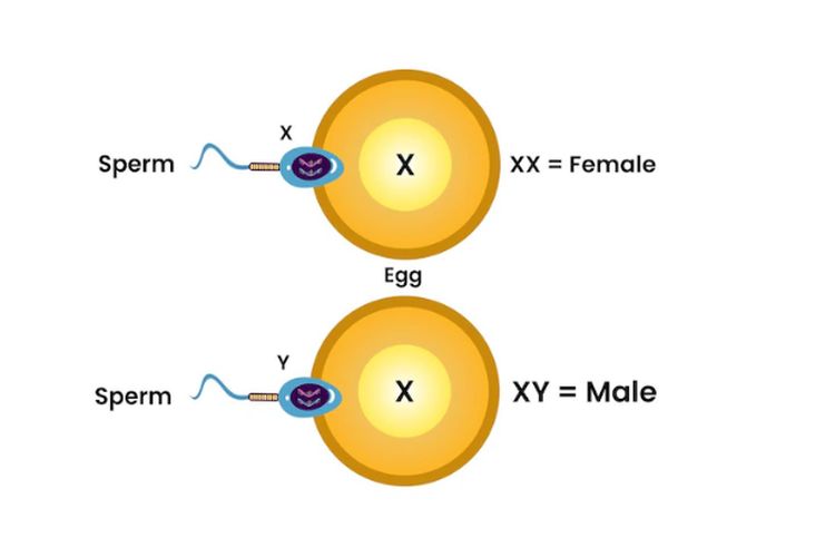 Peleburan sel germinal yang menentukan jenis kelamin manusia