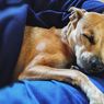 Pelihara Anjing Berpengaruh Baik pada Kesehatan Mental, Apa Alasannya?