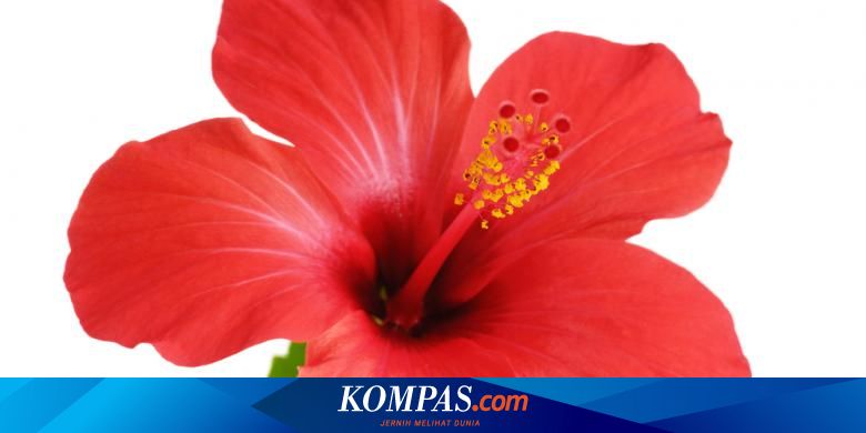 8 Bahan Pewarna Makanan Alami Untuk Bikin Warna Merah Halaman All Kompas Com