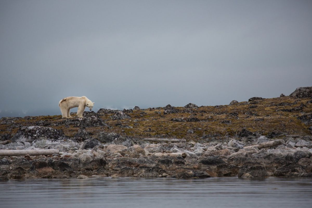 Spitsbergen, Svalbard, polar bear. (Photo by Prisma Bildagentur/UIG via Getty Images)