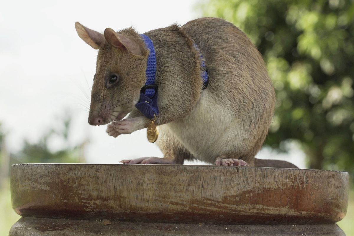 Tikus pelacak ranjau, Magawa, akhirnya pensiun, setelah lima tahun bertugas melacak ranjau di Kamboja.