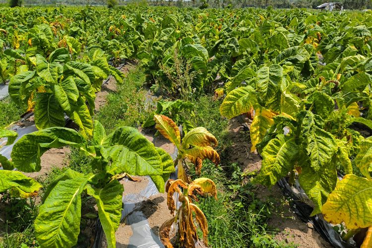 Tanaman tembakau petani di Kecamatan Sumberjambe tampak rusak, mayoritas bercak kuning, layu hingga mengering.