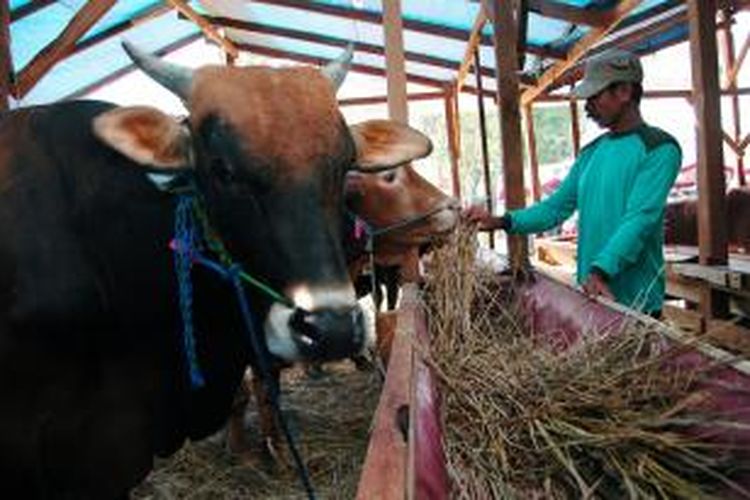 Menjelang Hari Raya Idul Adha, penjual hewan kurban mulai menjajakan dagangan mereka.