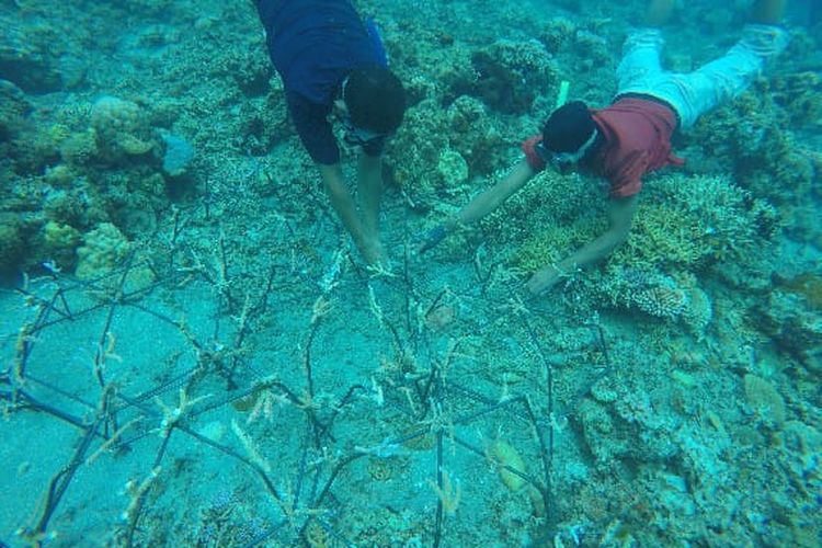 Transplantasi Terumbu Karang oleh kelompok konservasi Sumbawa Grow Up 