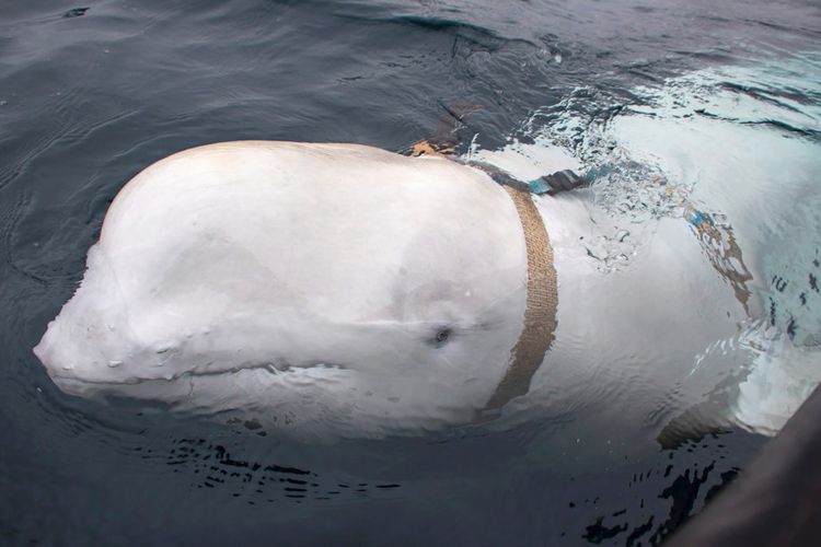 Inilah seekor paus beluga yang mendekati kapal nelayan Norwegia dengan masih mengenakan peralatan di kepalanya. Diduga, paus itu dilatih untuk menjadi mata-mata Rusia.
