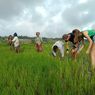 Turis Dari Swiss Ikut Menyiang Rumput Bersama Petani di Manggarai Timur, NTT