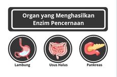 Organ yang Menghasilkan Enzim Pencernaan