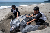 Pulau Buru Maluku Ditetapkan Jadi Kawasan Konservasi Baru Penyu Belimbing
