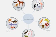 Ciri-ciri dan Jenis Hewan Vertebrata