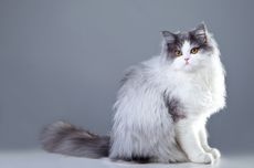 Kenali, Ini 5 Arti Bahasa Tubuh Kucing