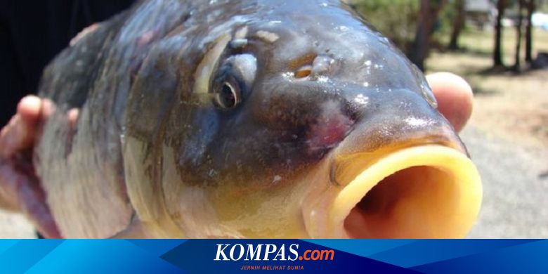 Jangan Sampai Tertipu di Pasar, Ini Tips Memilih Ikan Gurame Segar