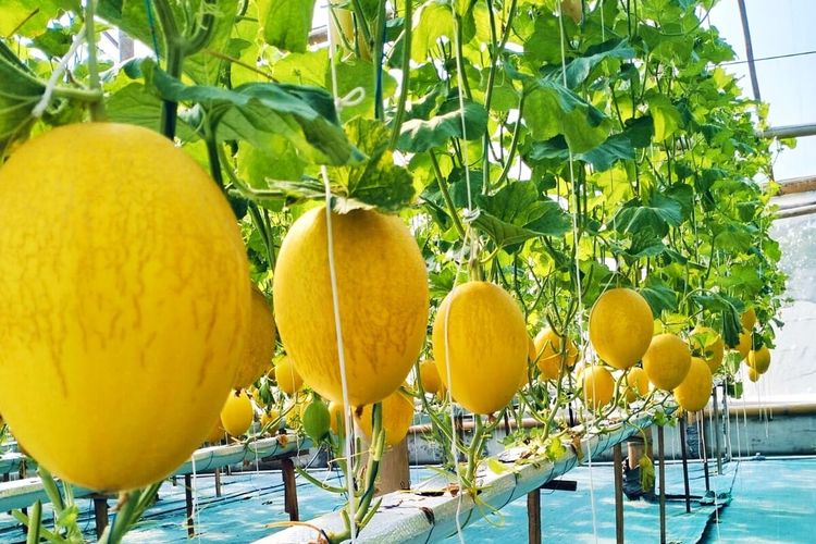 Sempat 2 Kali Gagal, BUMDes di Magetan Kini Sukses Sulap Lahan Mati Jadi Wisata Melon Premium